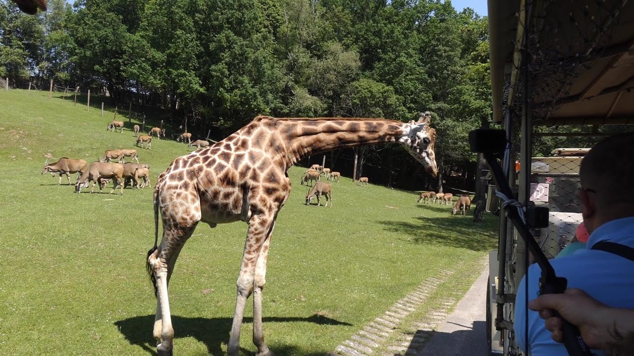 Zoo Dvůr nad Labem